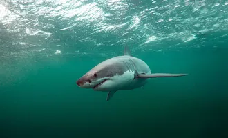 Shark for CNN Tech for Good