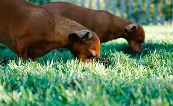 Dogs