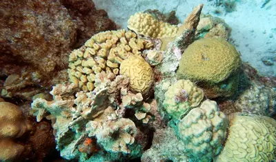 Bonaire coral