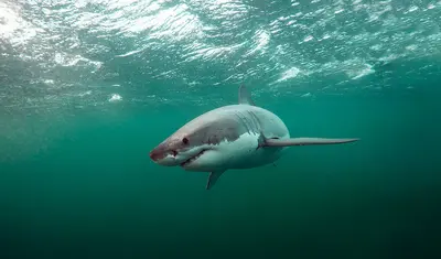 Shark for CNN Tech for Good