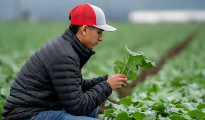 A student from Hartnell College examines a head of lettuce
