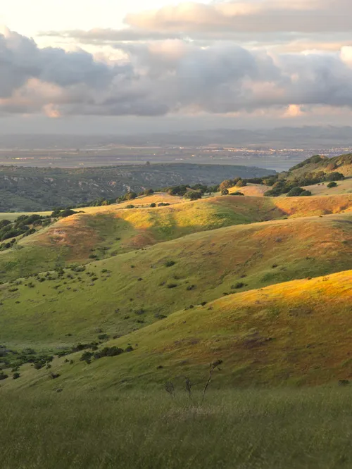 Grassland