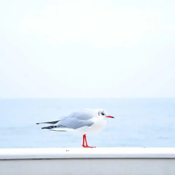 bird background
